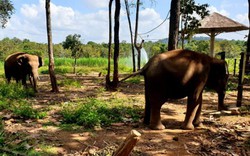 Đắk Lắk: Dân bất an vì đàn voi rừng vài chục con kéo đi phá rẫy