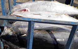 Chủ tịch Bình Định: Truy trách nhiệm lãnh đạo để tàu cá vi phạm