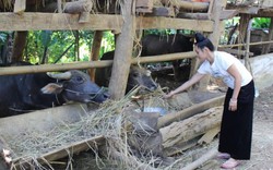 Sơn La: Từ 1 bò cái hỗ trợ hộ nghèo, “đẻ” ra trăm triệu