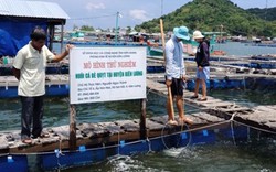 Kiên Giang: Nuôi cá bè quỵt, thương lái mua giá cao