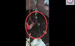Video: Đu dây xuống giếng một tay vồ trăn lớn, được kéo lên lại gặp sự cố bất ngờ