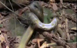 Video: Hổ mang chúa gây chiến trăn vua, bị siết nghẹt thở và điều bất ngờ ở phút chót
