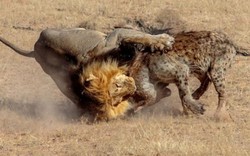"Bắt nạt" linh cẩu, sư tử hứng chịu màn trả thù không tưởng