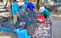 Kiên Giang: Nuôi cá ruộng, trồng dưa leo mùa lũ mà thành triệu phú