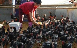 Gà đỏ là giống gà gì mà dân Tuyên Quang nuôi thả rông làm giàu?