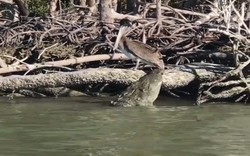 Video: Cá sấu đói từ từ tiến đến đớp bồ nông, "mồi ngon" tận miệng vẫn không dễ xơi