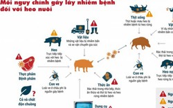 Infograffic: Mối nguy chính và con đường truyền lây dịch tả lợn châu Phi