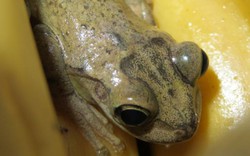 Chú ếch di chuyển hơn 8.000 km từ Nam Mỹ sang Anh