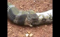 Video: Hổ mang chúa khổng lồ nuốt chửng trăn, không ngờ bị con người phá đám