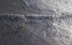 Anh: Dắt chó đi dạo, tình cờ phát hiện bộ xương ngư long 65 triệu năm tuổi nguyên vẹn