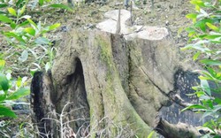 Quảng Bình: Người nhà cán bộ xã phá rừng tự nhiên