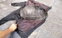 Xác minh bất ngờ vụ câu trộm rùa nặng hơn 10 kg nổi ở hồ Gươm