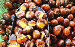 Hạt dẻ Trung Quốc gắn mác Sa Pa đổ về hàng tấn, giá 50.000 đồng/kg