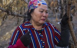Hưng Yên: Người dân xót xa khi nhiều vườn cây ăn quả bị đốt trộm