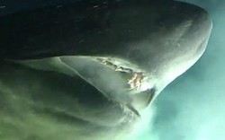 Phát hiện loài cá mập 6 mang "cổ đại" siêu khổng lồ