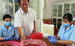 Lâm Đồng: Trồng loài cây ra quả đỏ mọng như son, bán 300 ngàn/ký
