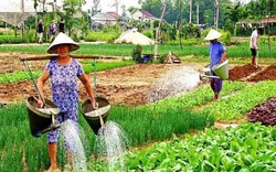 Hội An: Khai trương điểm thăm quan trải nghiệm làng rau Trà Quế