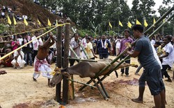 Ấn Độ: Trâu bị kéo thẳng 4 chân, chặt đầu dâng lên nữ thần chiến tranh