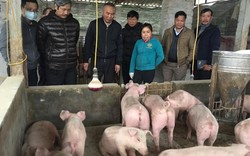 Bộ NNPTNT yêu cầu tích cực tái đàn lợn ở những nơi an toàn sinh học