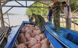 Bộ NNPTNT đề nghị doanh nghiệp không tiếp tay cho buôn lậu lợn
