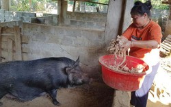 Hòa Bình: Nuôi lợn rừng bằng cây thuốc, thương lái tranh nhau mua
