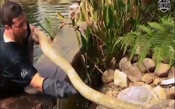 Video: Bơi cùng hổ mang chúa khổng lồ dài 4,8m, lớn nhất châu Phi