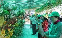 Hơn 2.500 chậu hoa lan hội tụ khoe sắc tại vườn hoa TP. Đà Lạt
