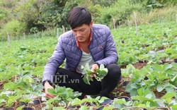 Sơn La: Trồng dâu tây bán tết, nông dân Cò Nòi thắng lớn