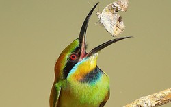 Ngỡ ngàng khoảnh khắc "chộp bướm" và loạt ảnh cực đẹp về loài chim