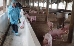 Giá lợn hơi không ngừng tăng, áp lực tái đàn và kiểm soát dịch