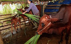 Thanh Hoá: Thoát nghèo nhờ được tặng bò, hỗ trợ xóa nhà lá