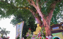 Cận cảnh cây bồ đề đến từ "đất Phật" tại ngôi chùa cổ nhất Hà Nội