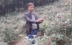 Vườn hồng cổ Sa Pa bạc tỷ bạt ngàn của ông chủ trẻ Thái Nguyên