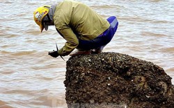 Rét căm căm, hứng gió biển gõ hà béo mập, 1 ngày ra vài trăm ngàn