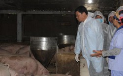 Bộ trưởng NN&PTNT: Tái đàn lợn linh hoạt, đa dạng thực phẩm khác