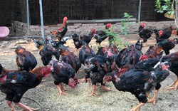 Giống gà Việt quý hiếm có cân nặng "khủng", con giống có thể bán tới 15 triệu/con