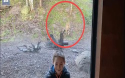 Video: Đang chụp ảnh ở vườn thú, bất ngờ bị hổ dữ lao tới vồ từ phía sau