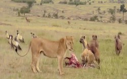 Video: Sư tử cái bị đàn linh cẩu dọa dẫm và kết cục khi sư tử đực xuất hiện