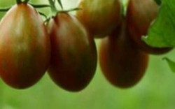 Việt Nam trồng loại quả có tên sô cô la, chỉ to bằng quả chanh mà giá cả trăm nghìn/kg
