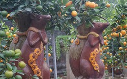 Độc đáo chuột "cõng" quất bonsai tiền triệu hút khách dịp giáp Tết