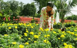 Kiên Giang: Cả làng trồng hoa kiểng bán Tết, có hộ bỏ túi 100 triệu