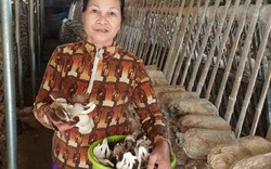Ninh Bình: Tiền tích cóp cả đời dạy học đặt vào 'canh bạc' trồng nấm
