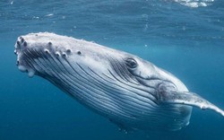 Cá voi tiến hóa to hơn gấp 10.000 lần từ loài 4 chân như chó, và vẫn chưa dừng lại