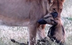 Diễn xuất thiên tài, chó hoang châu Phi lừa sư tử một vố đau đớn