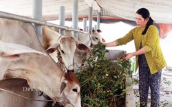 Kiên Giang: Phất lên nhờ nuôi những con bò béo, trồng cà na