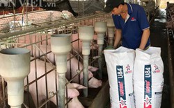 Tái đàn lợn, Bộ trưởng NNPTNT đề nghị doanh nghiệp làm "hạt nhân"