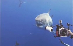 Video: Cá mập trắng khổng lồ lừ lừ tiến về phía thợ lặn và diễn biến bất ngờ sau đó