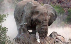 Voi châu Phi hung dữ "bắt nạt" hai mẹ con tê giác