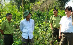 Đồng Nai: Kiểm tra hiện trường chặt hàng chục cây rừng để trồng dược liệu