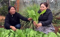 Trồng rau chuyên canh, nông dân ở đây nhanh khá giả